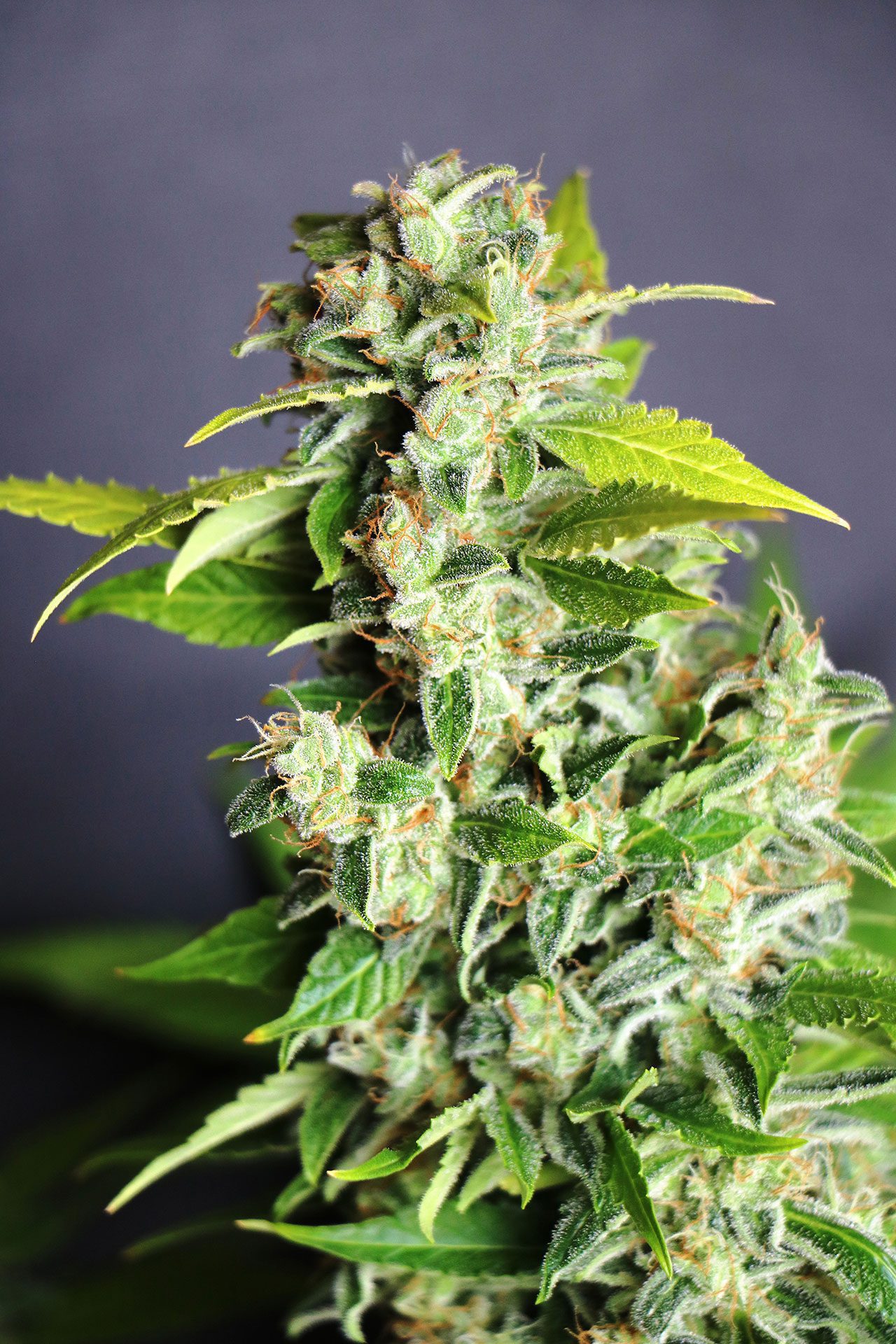Marijuana seeds - Autoflowering: Mikromachine Auto (2)
