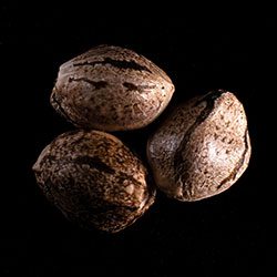 Marijuana seeds: Mikromachine Auto, 3+1 Seed
