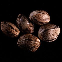 Marijuana seeds: Mikromachine Auto, 5+2 Seed