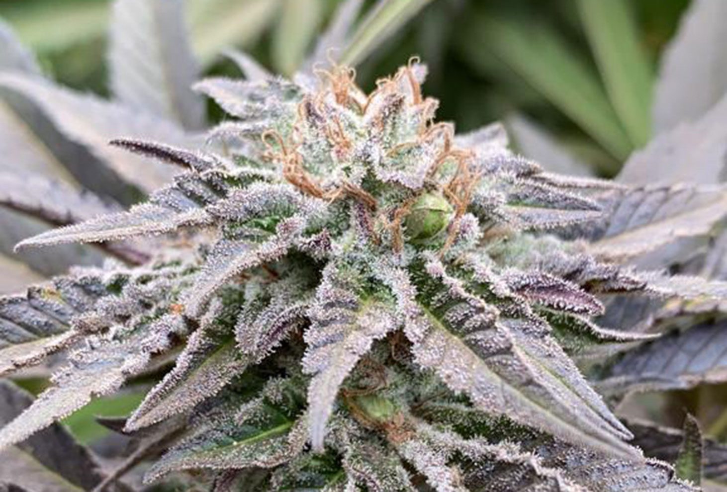 Mimosa Dream