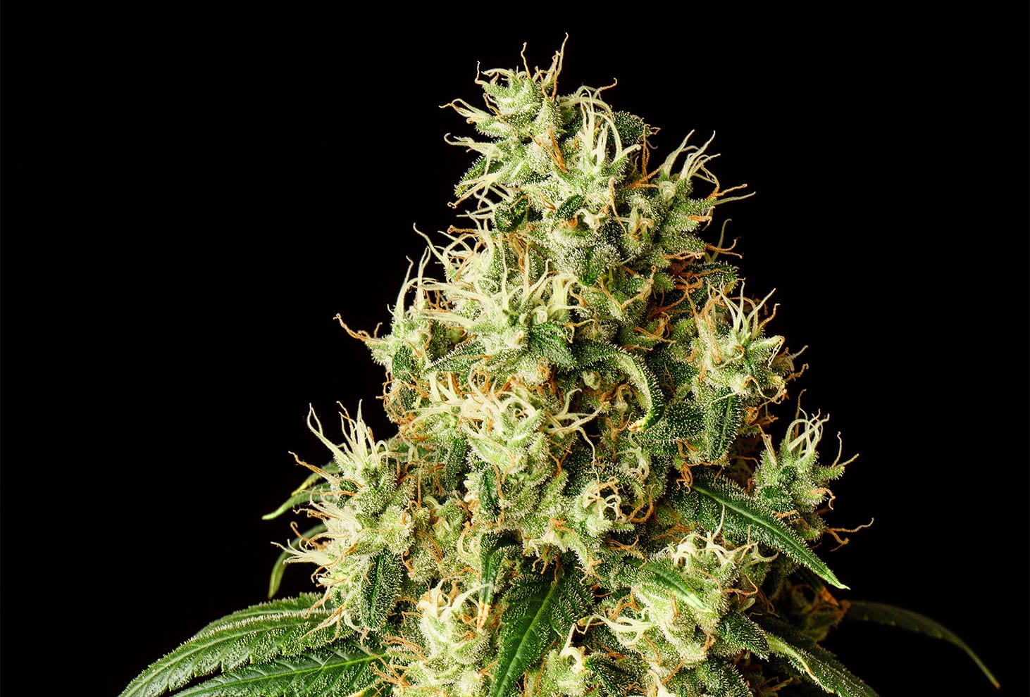 Mimosa Dream