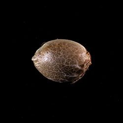 Marijuana seeds: Mimosa Dream, 1 Seed