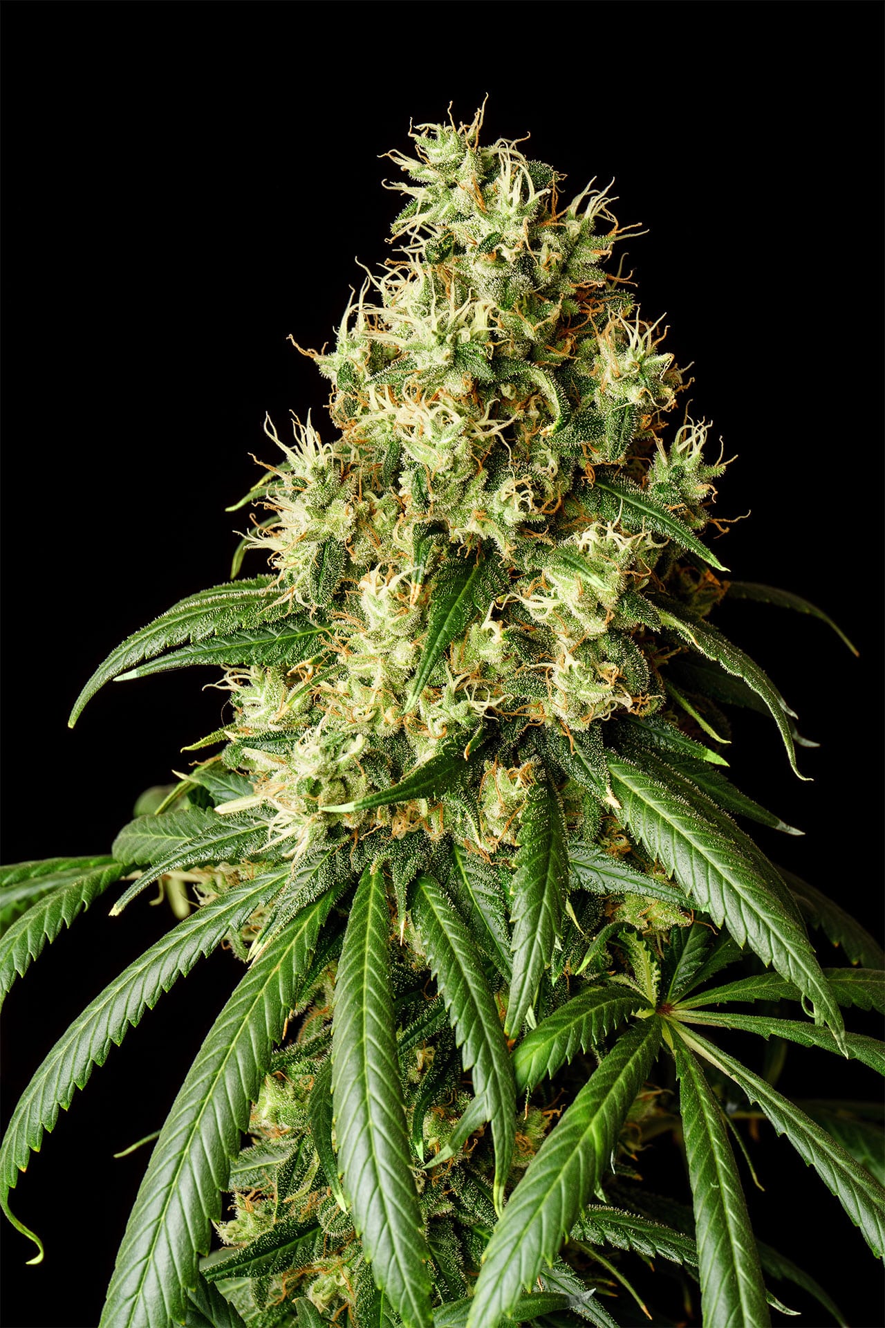 Marijuana seeds - Feminized: Mimosa Dream (1)