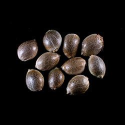 Marijuana seeds: Mimosa Dream, 10+3 Seed