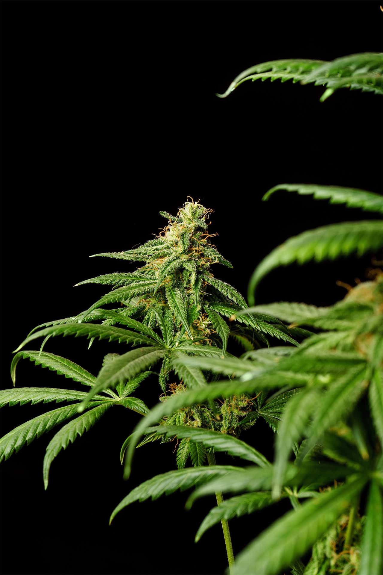 Marijuana seeds - Feminized: Mimosa Dream (2)