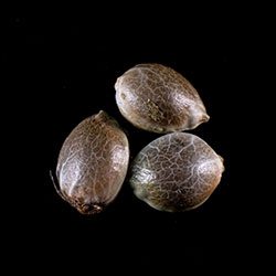 Marijuana seeds: Mimosa Dream, 3+1 Seed