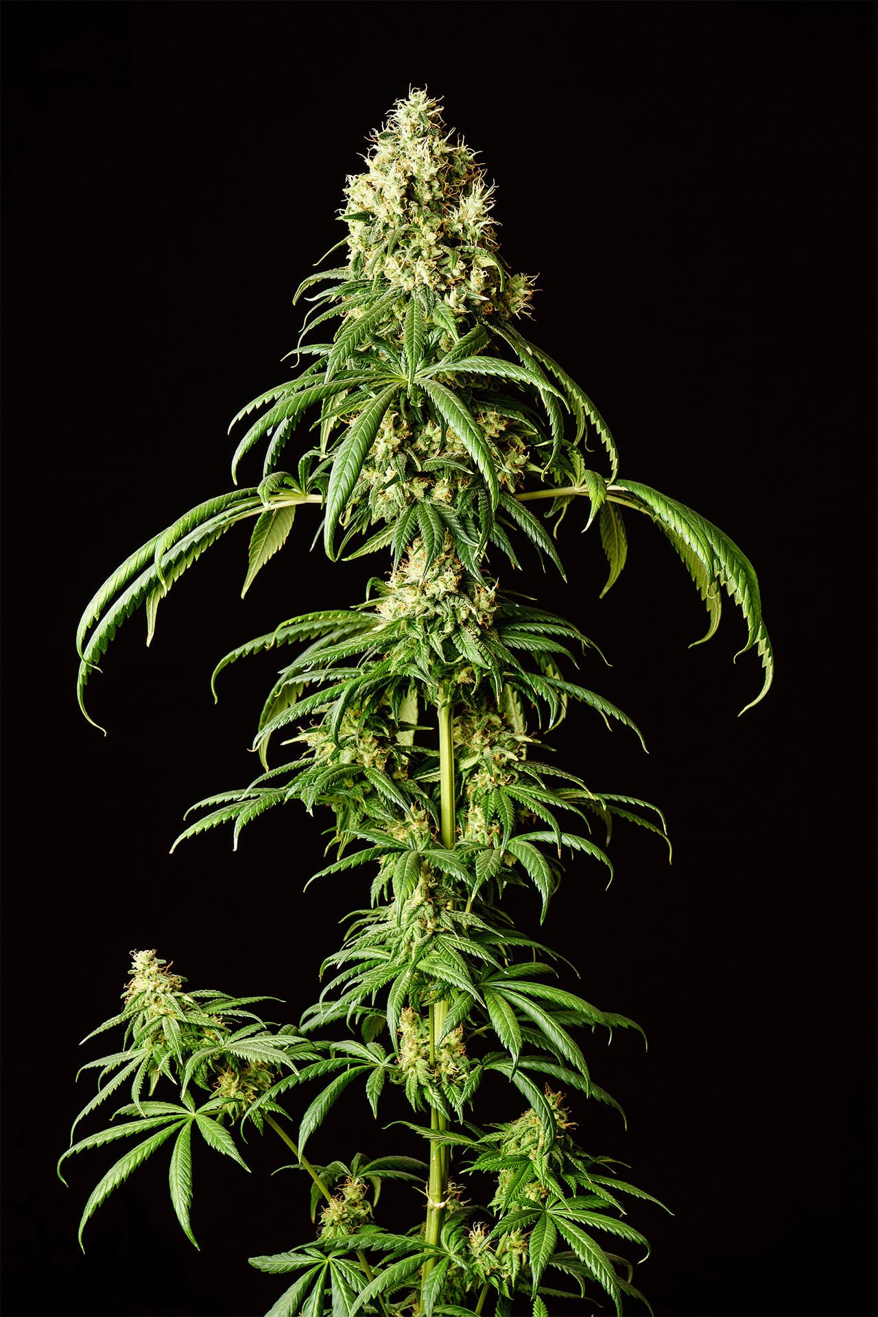 Marijuana seeds - Feminized: Mimosa Dream (3)