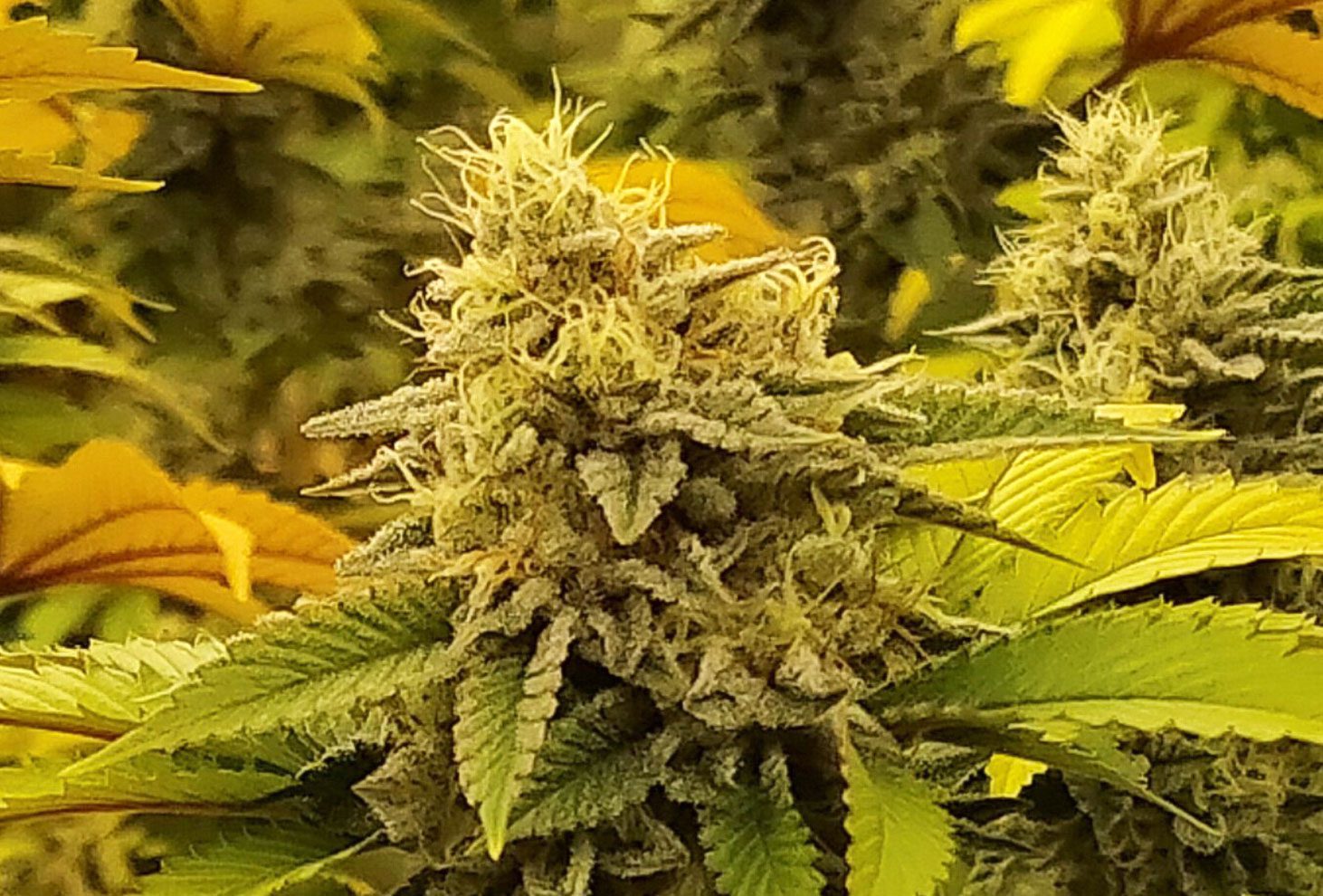 Monkey Grease