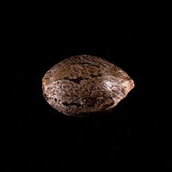 Cannabis-samen: Monkey Grease, 1 Seed