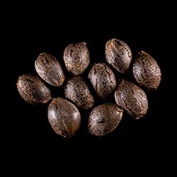 Cannabis-samen: Monkey Grease, 10+3 Seed
