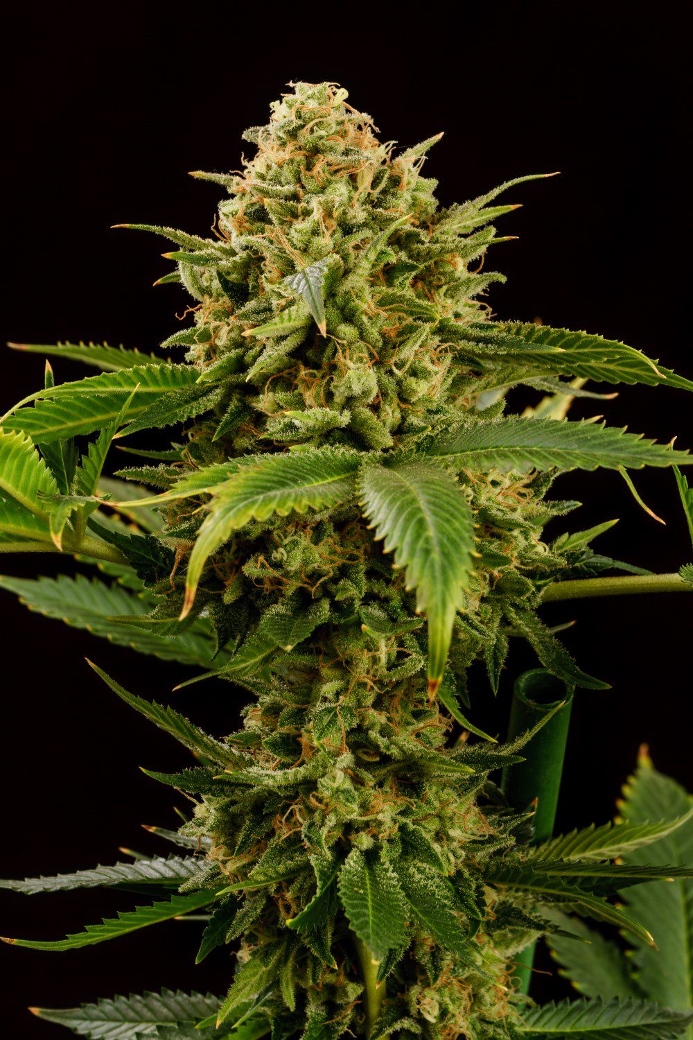 Marijuana seeds - Feminized: Monkey Grease (1)