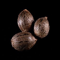 Cannabis-samen: Monkey Grease, 3+1 Seed