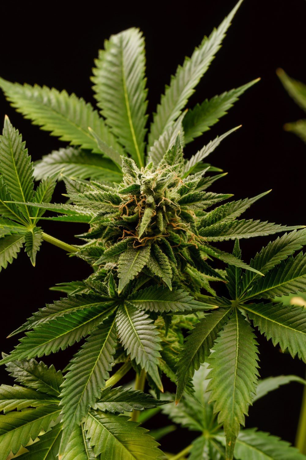 Marijuana seeds - Feminized: Monkey Grease (2)
