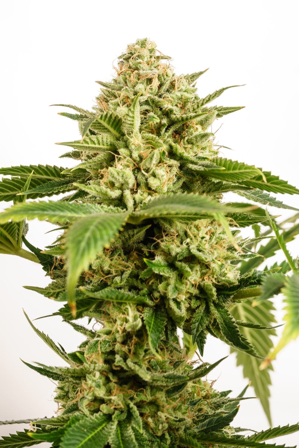 Marijuana seeds - Feminized: Monkey Grease (3)