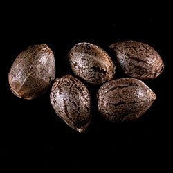 Cannabis-samen: Monkey Grease, 5+2 Seed