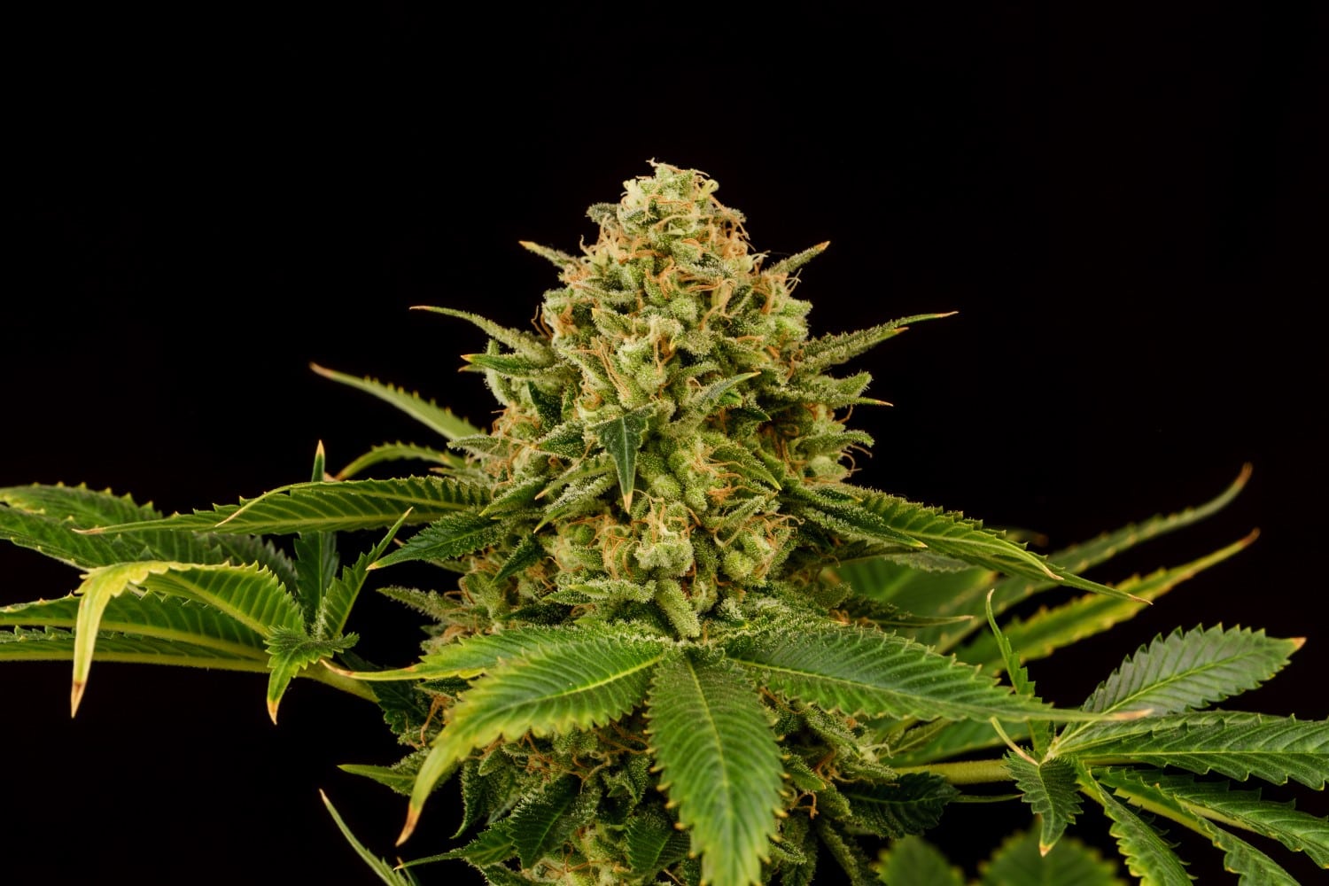 Monkey Grease