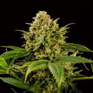 Monkey Grease
