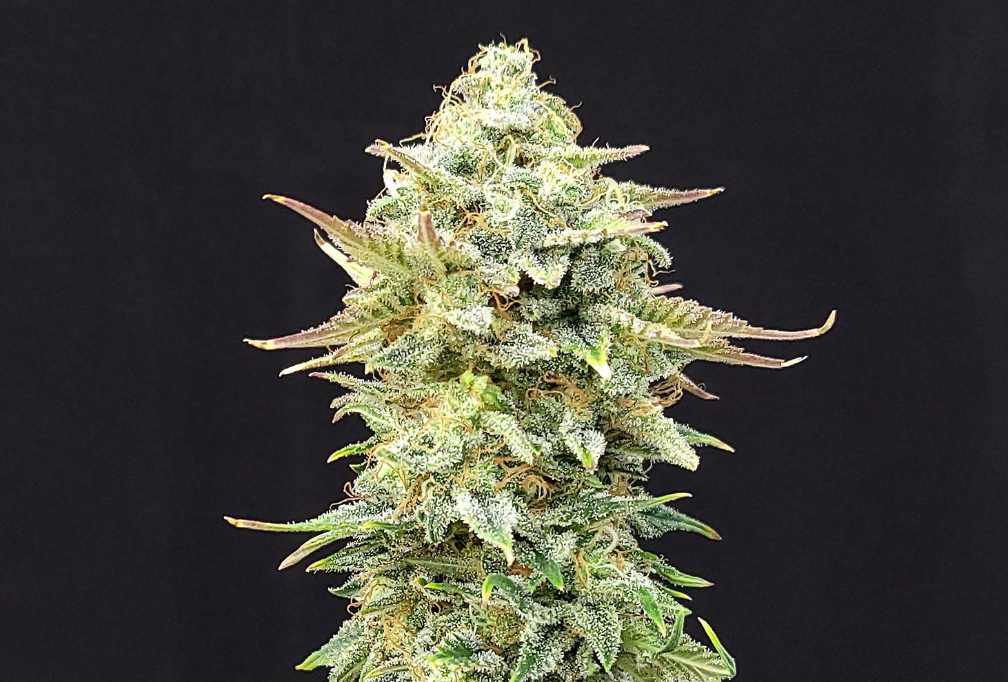 Pineapple Dream