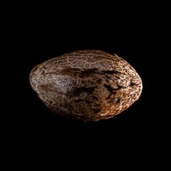 Cannabis-samen: Pineapple Dream, 1 Seed