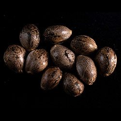 Cannabis-samen: Pineapple Dream, 10+3 Seed