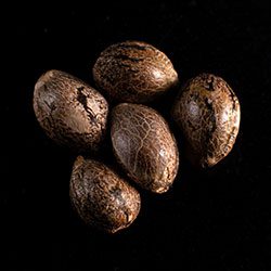 Cannabis-samen: Pineapple Dream, 5+2 Seed