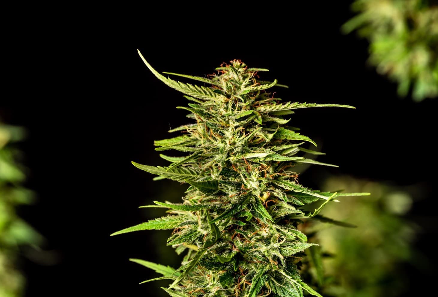 Marijuana seeds - Feminized: Pineapple Dream (4)