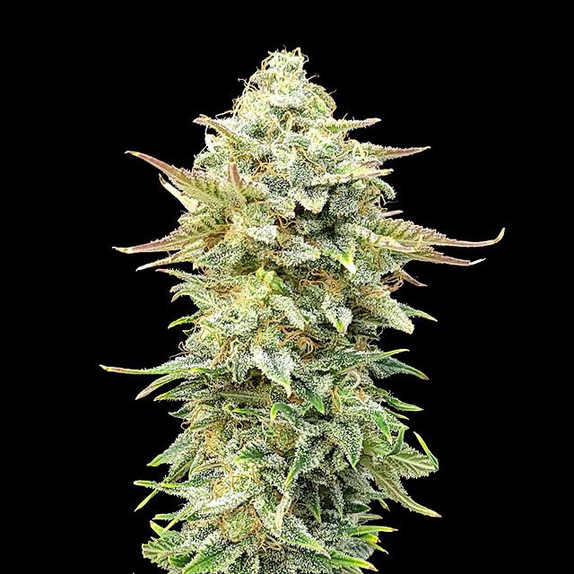 Pineapple Dream