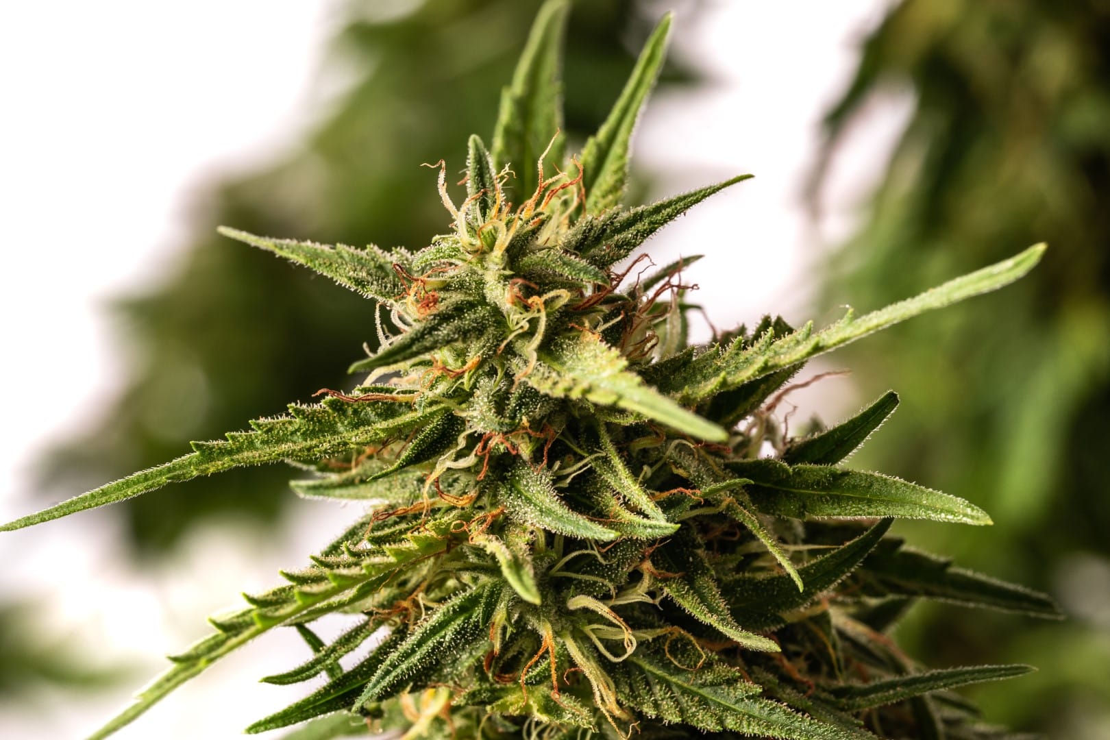 Marijuana seeds - Feminized: Pineapple Dream (2)