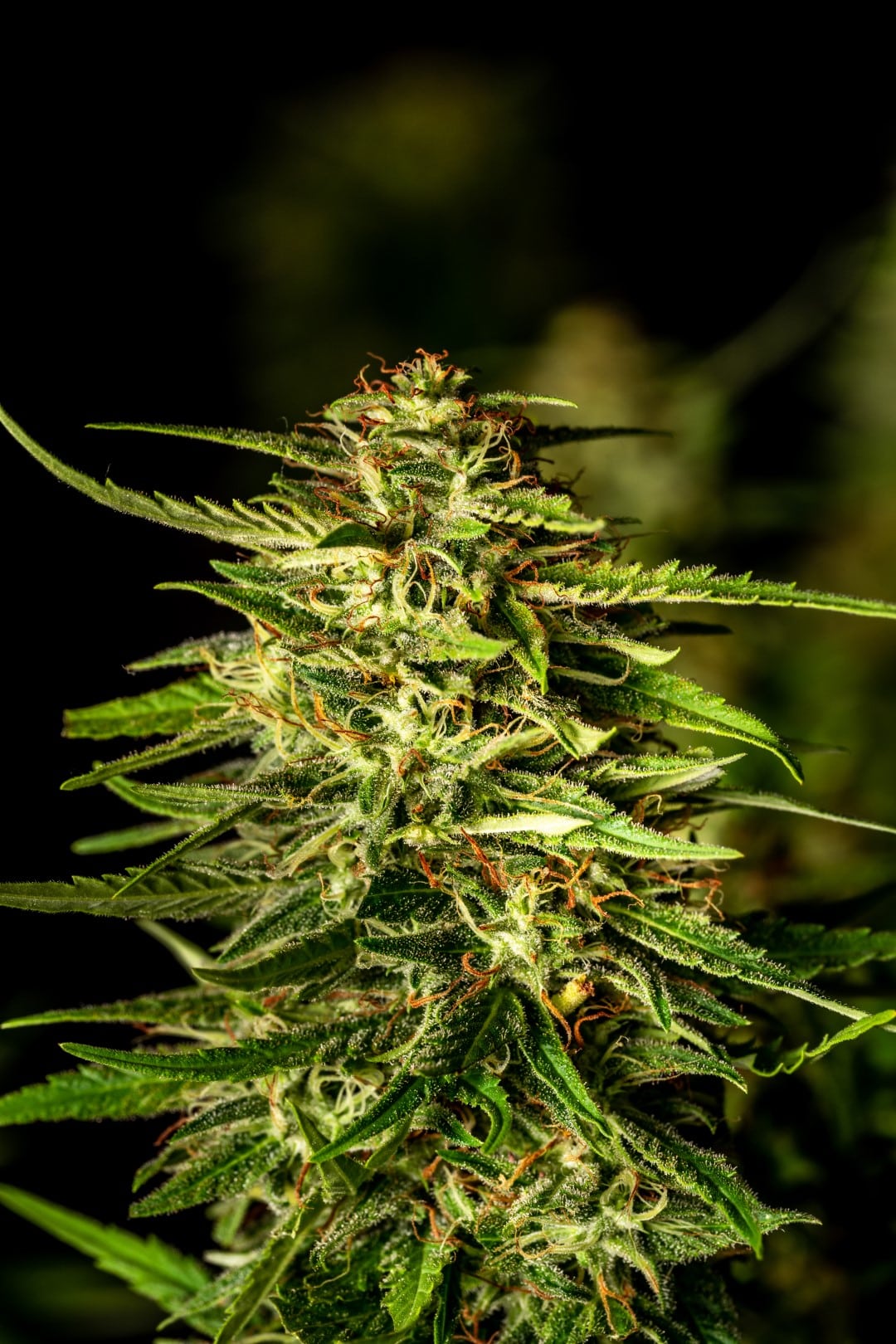 Marijuana seeds - Feminized: Pineapple Dream (3)