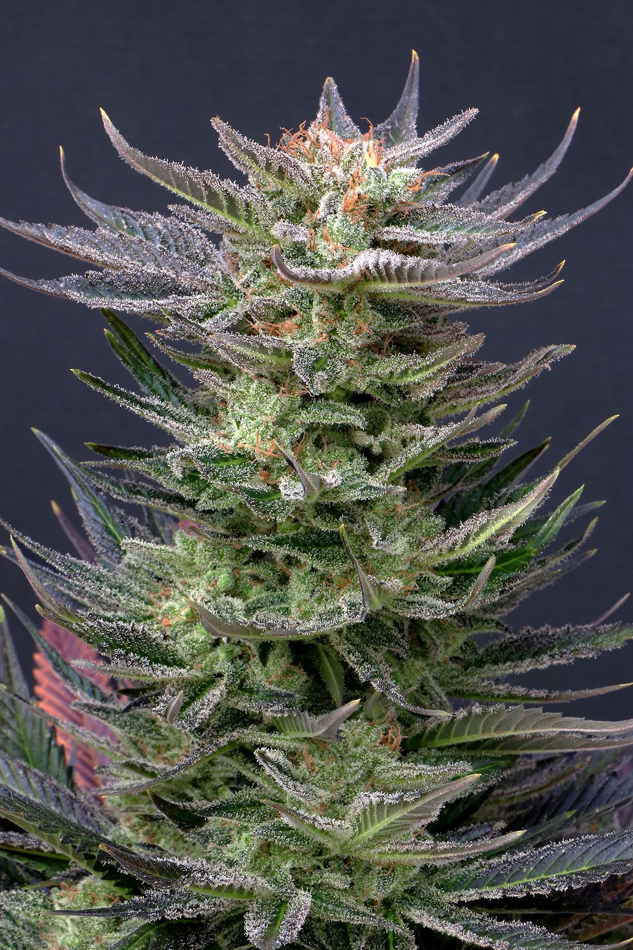 Marijuana seeds - Autoflowering: Purple Dream Auto (1)
