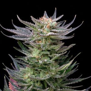 Purple Dream Auto