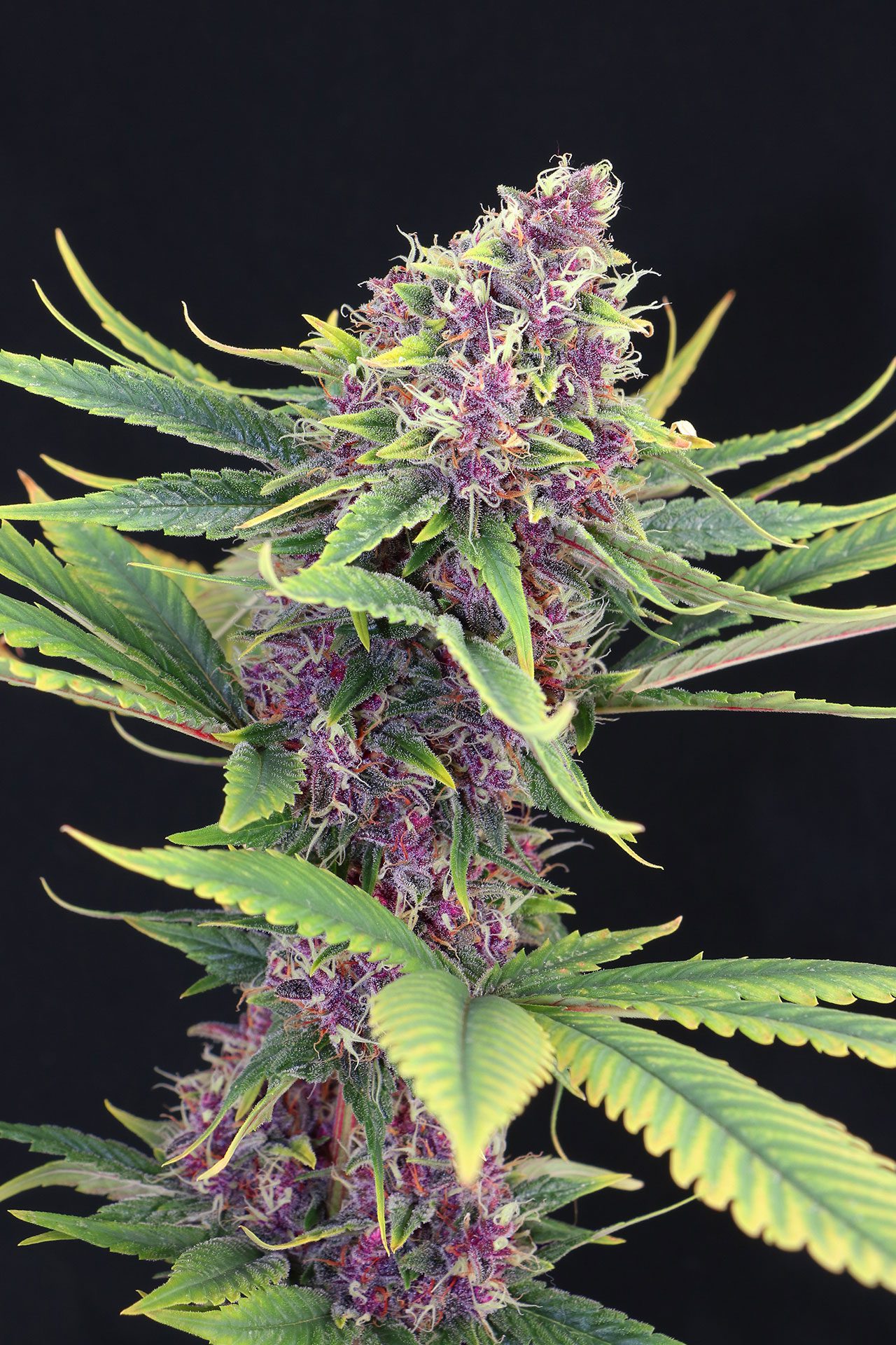 Semi di cannabis - Femminizzate: Purple Kush (1)