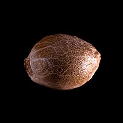 Cannabis-samen: Purple Kush, 1 Seed