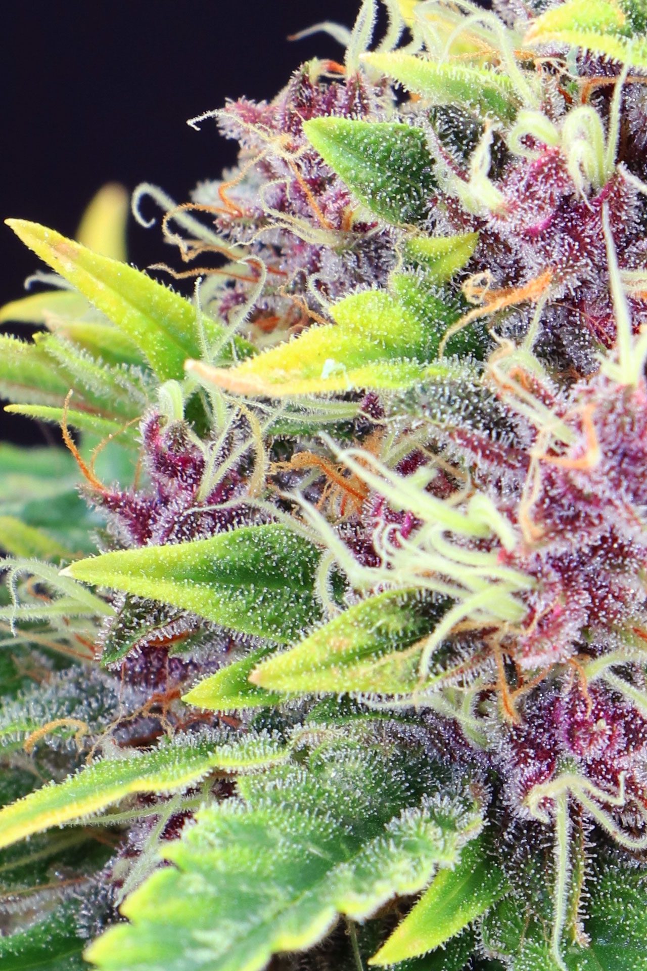 Semi di cannabis - Femminizzate: Purple Kush (2)