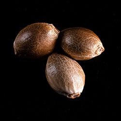 Cannabis-samen: Purple Kush, 3+1 Seed