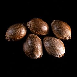Cannabis-samen: Purple Kush, 5+2 Seed