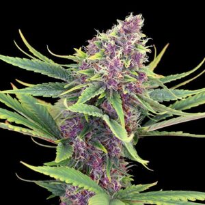 Purple Kush