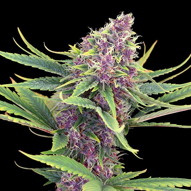 Purple Kush