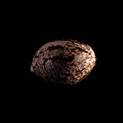 Cannabis-samen: Russian Doll, 1 Seed