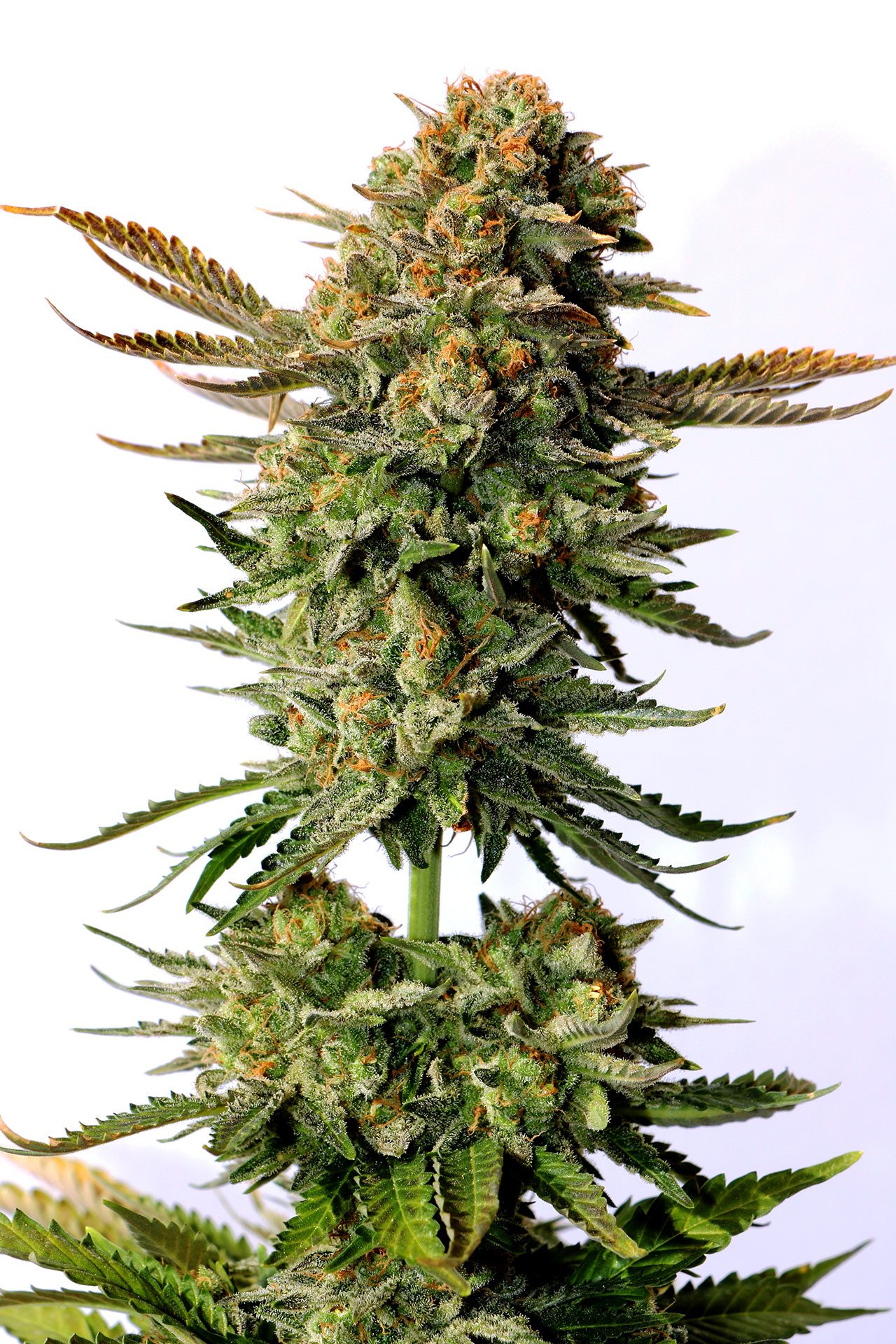 Cannabis-samen - Feminisiert: Russian Doll (1)
