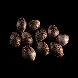 Cannabis-samen: Russian Doll, 10+3 Seed