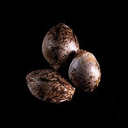 Cannabis-samen: Russian Doll, 3+1 Seed