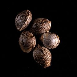 Cannabis-samen: Russian Doll, 5+2 Seed