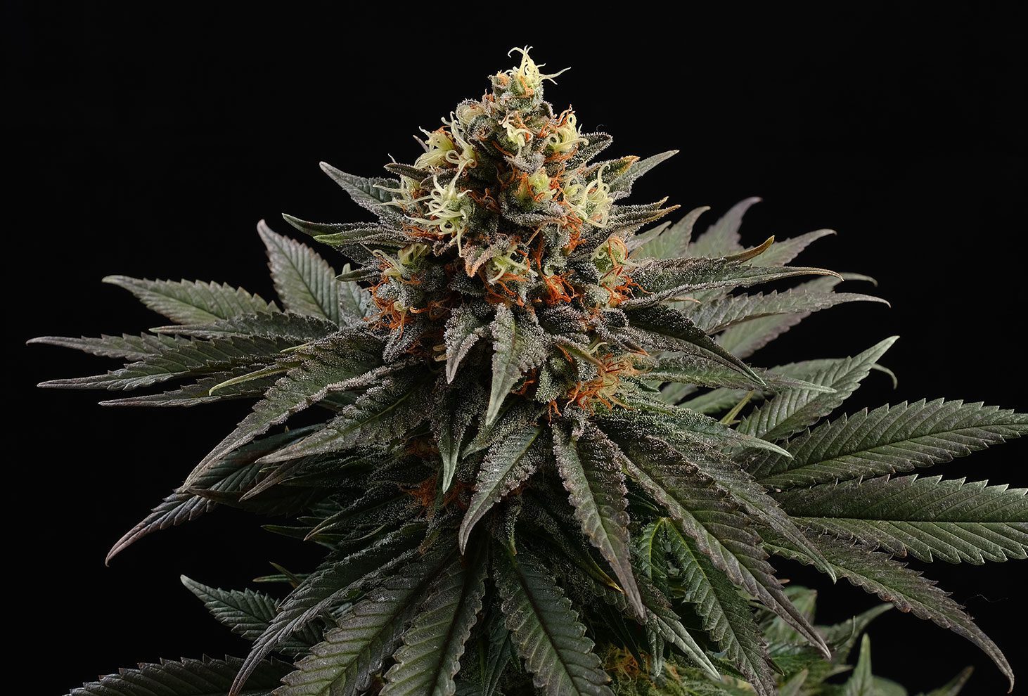 Sativa Dream