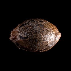 Marijuana seeds: Sativa Dream, 1 Seed