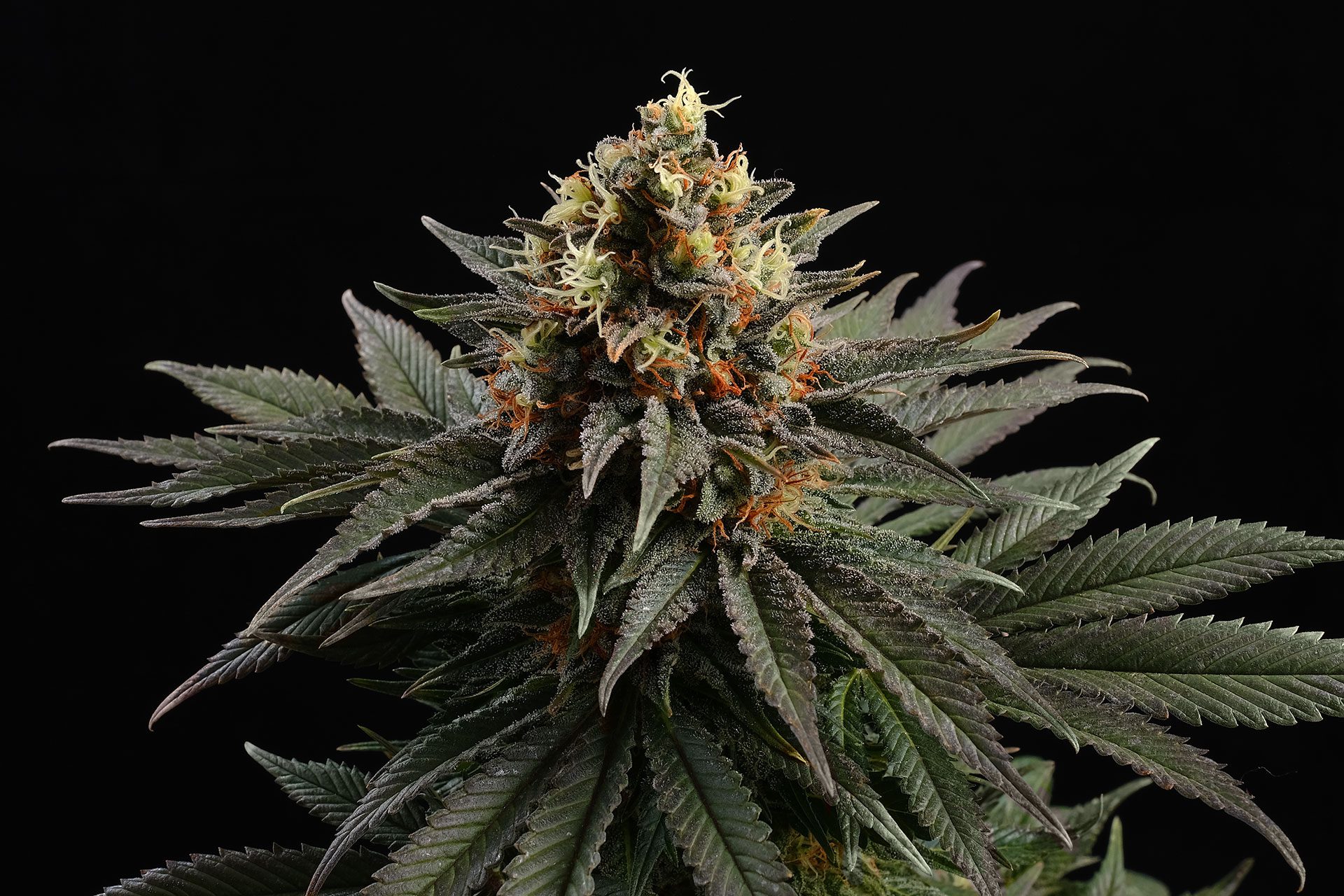 Marijuana seeds - Feminized: Sativa Dream (1)