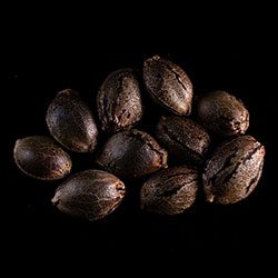 Marijuana seeds: Sativa Dream, 10+3 Seed