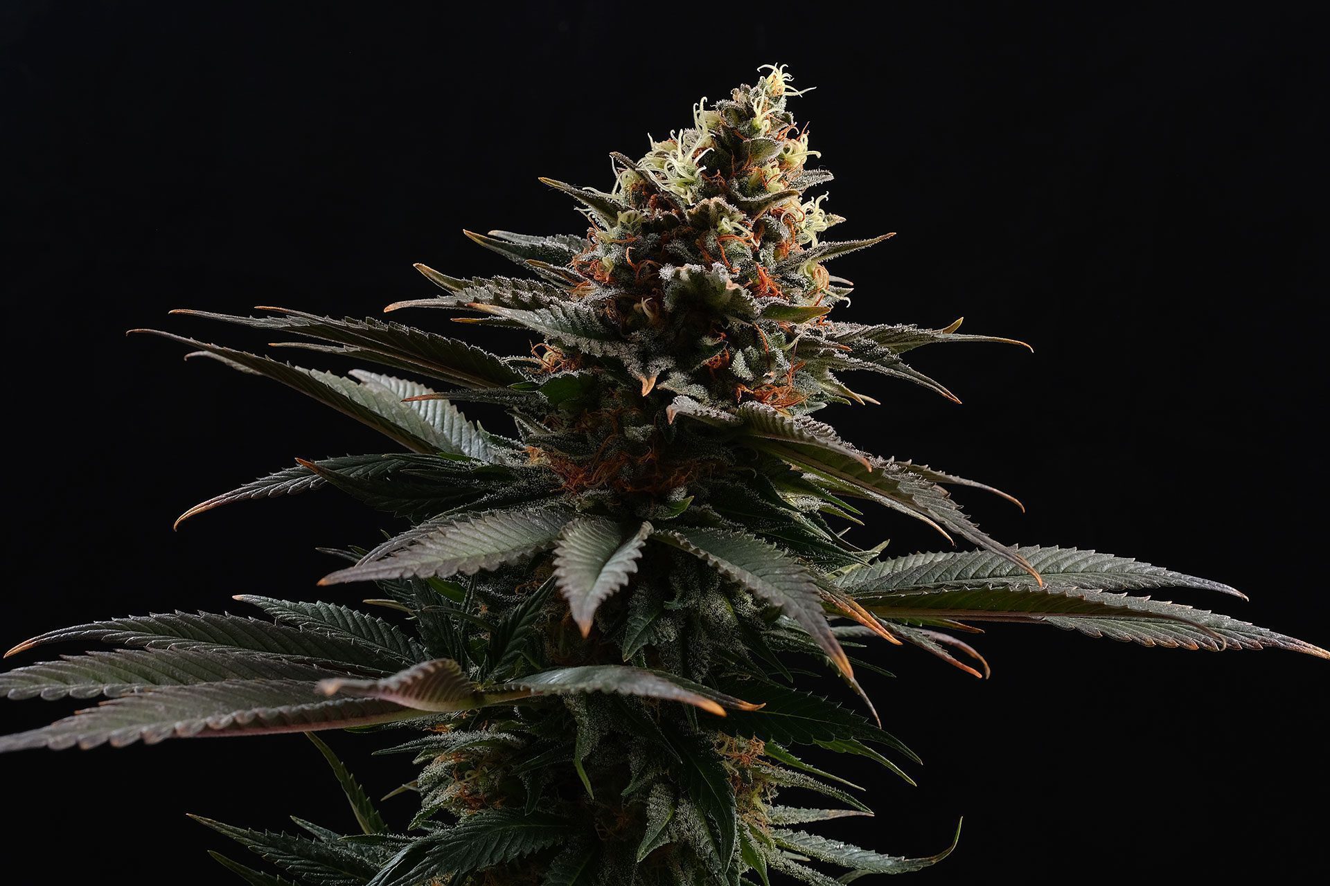 Marijuana seeds - Feminized: Sativa Dream (2)
