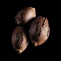 Marijuana seeds: Sativa Dream, 3+1 Seed