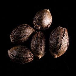 Marijuana seeds: Sativa Dream, 5+2 Seed